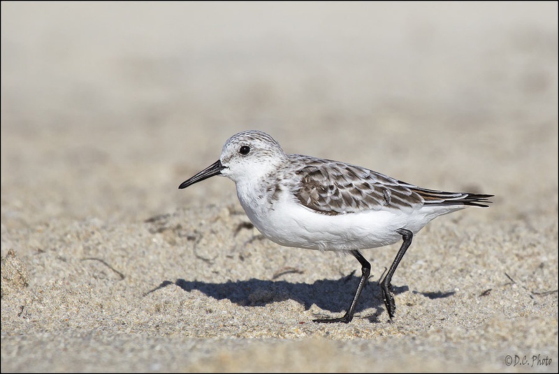 Sandpiper II. by Dejan