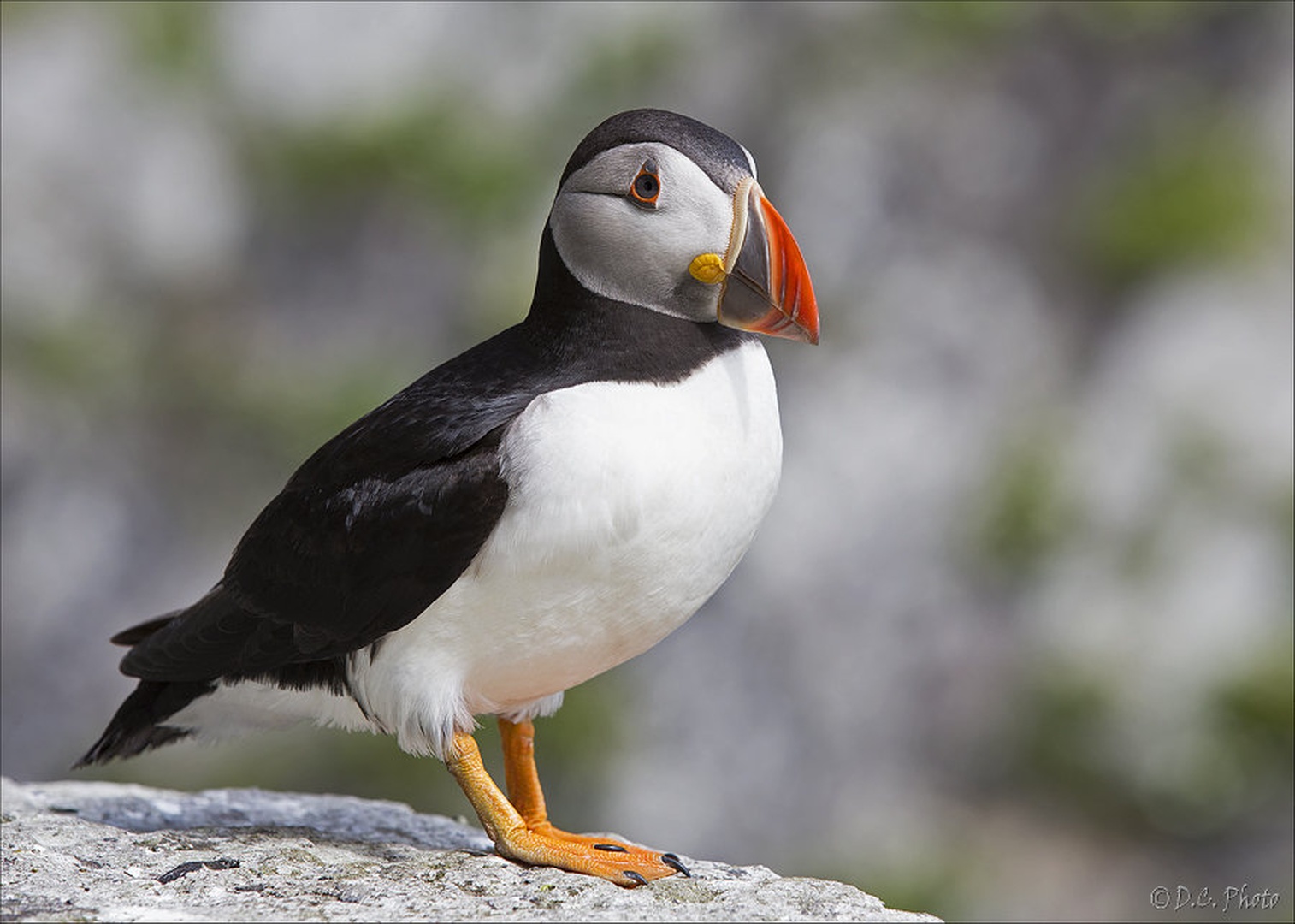 Puffin by Dejan