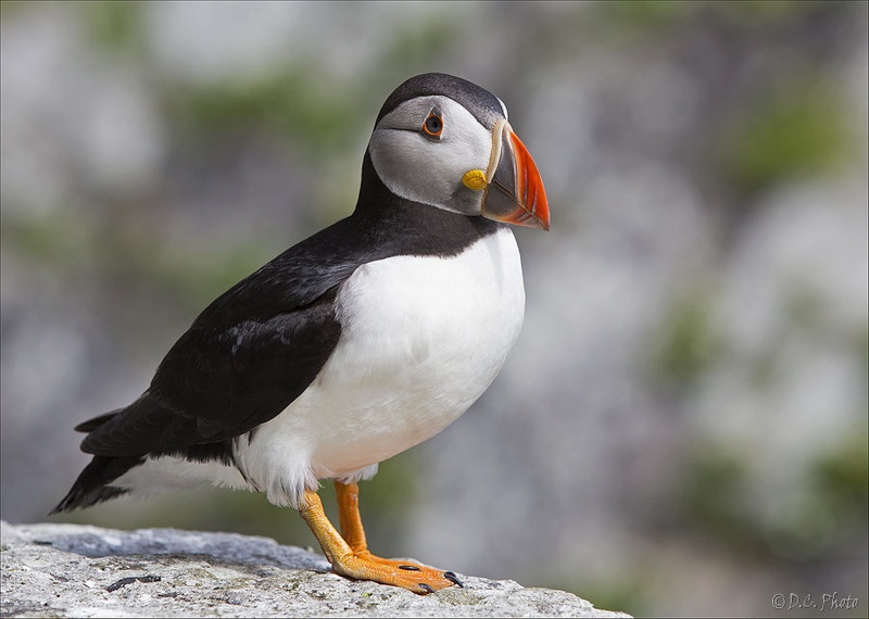 Puffin by Dejan