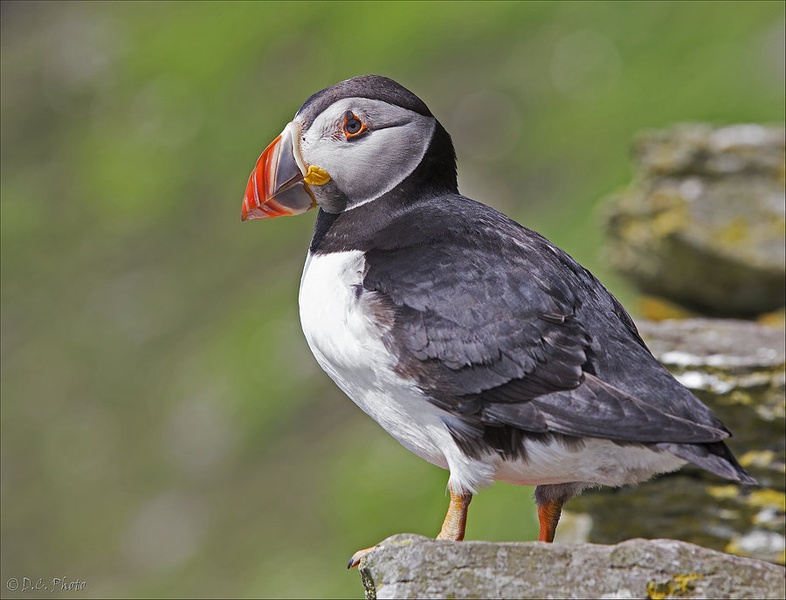 Puffin II. by Dejan