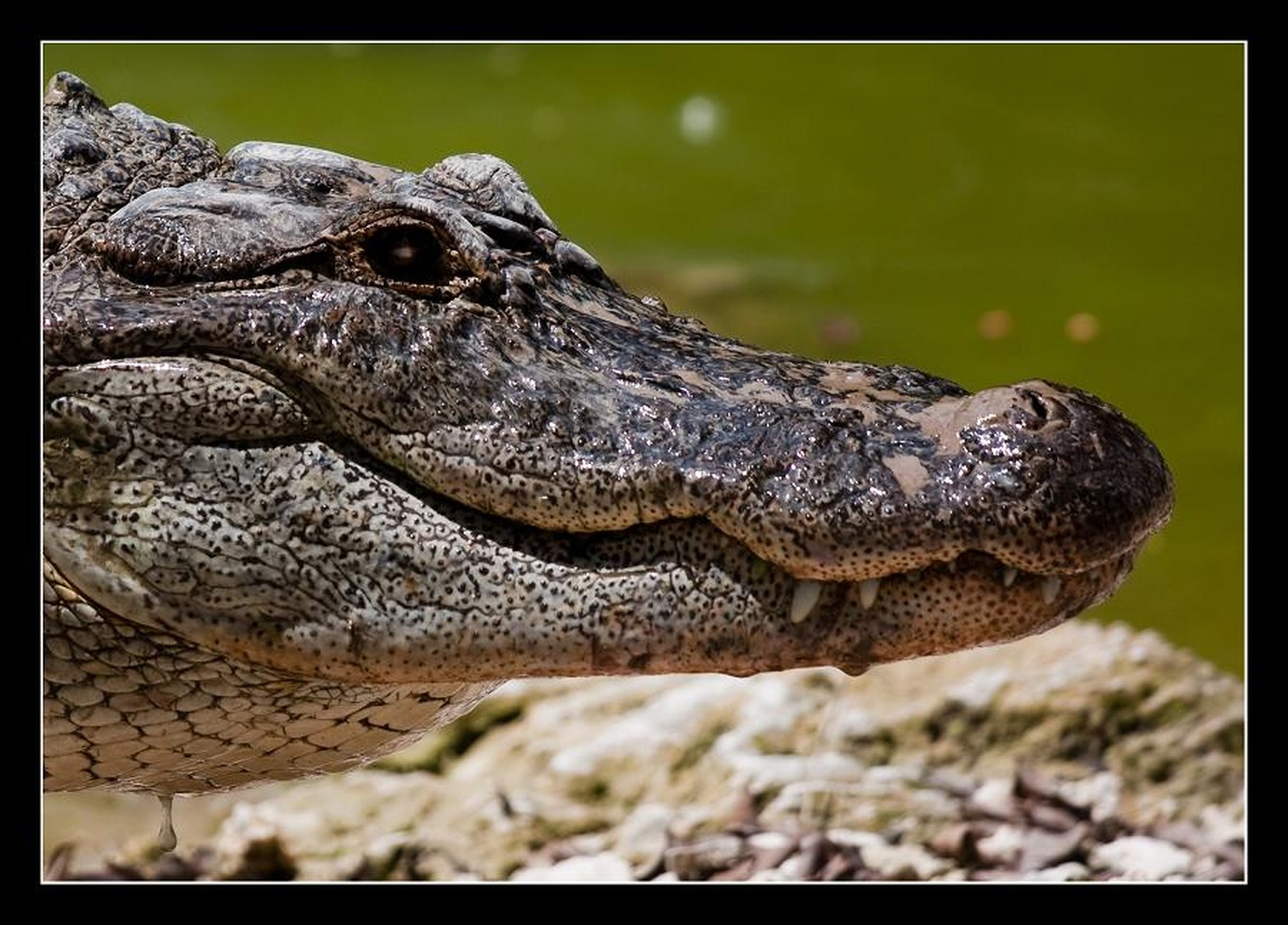 Kroko by Dejan