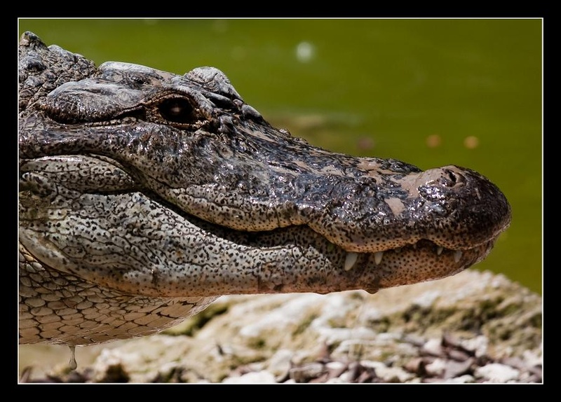 Kroko by Dejan