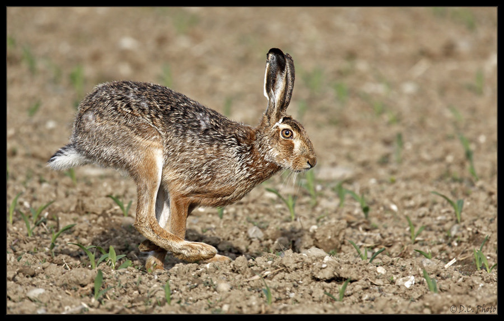 On the run by Dejan