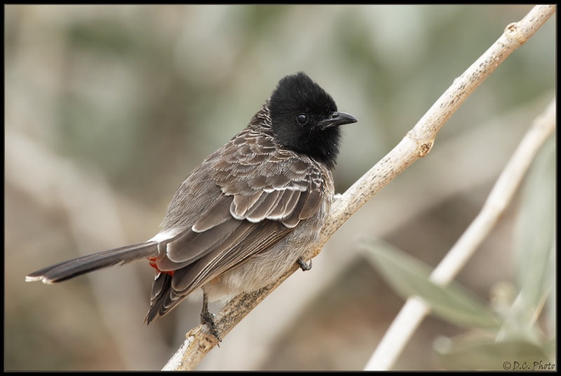 Pycnonotus cafer - Red-vented Bulbul by Dejan
