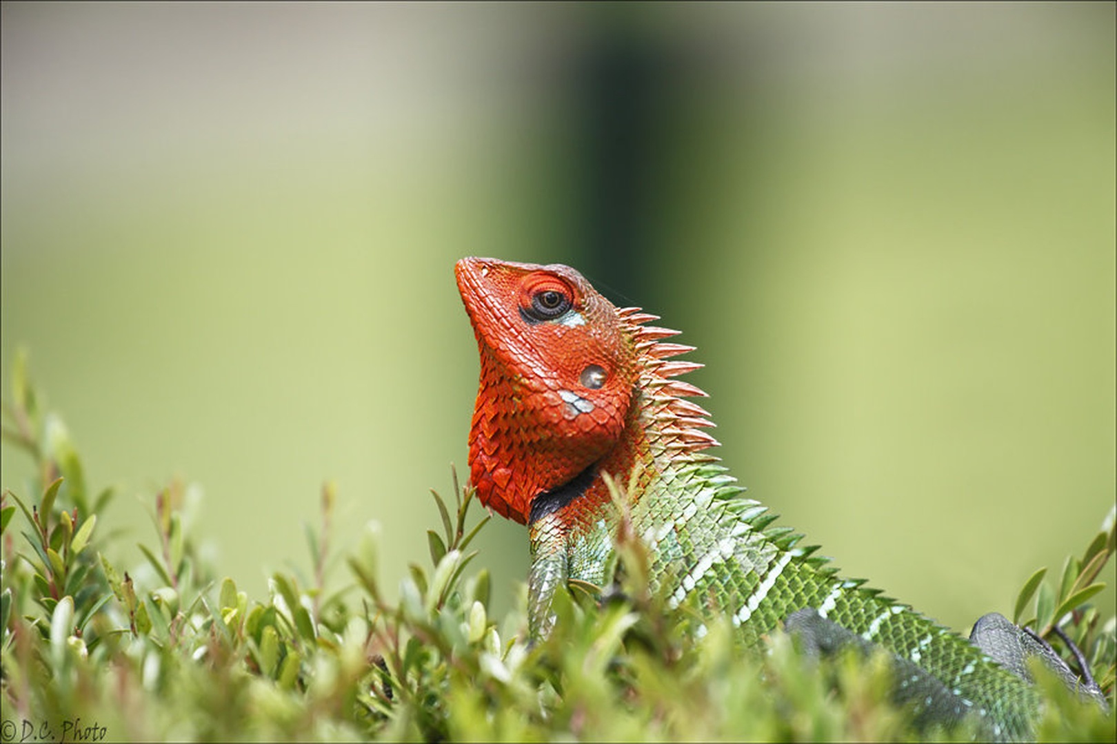 Zeleni Gozdni Kuščar - Calotes Calotes by Dejan