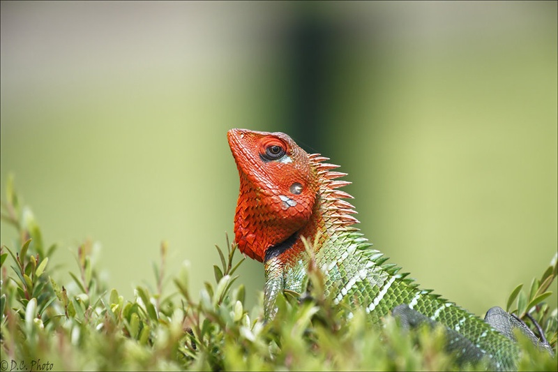 Zeleni Gozdni Kuščar - Calotes Calotes by Dejan