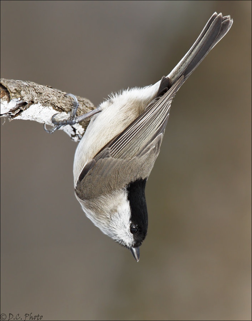 Upside Down by Dejan