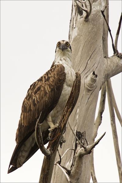 Ribji Orel - Pandion Haliaetus by Dejan
