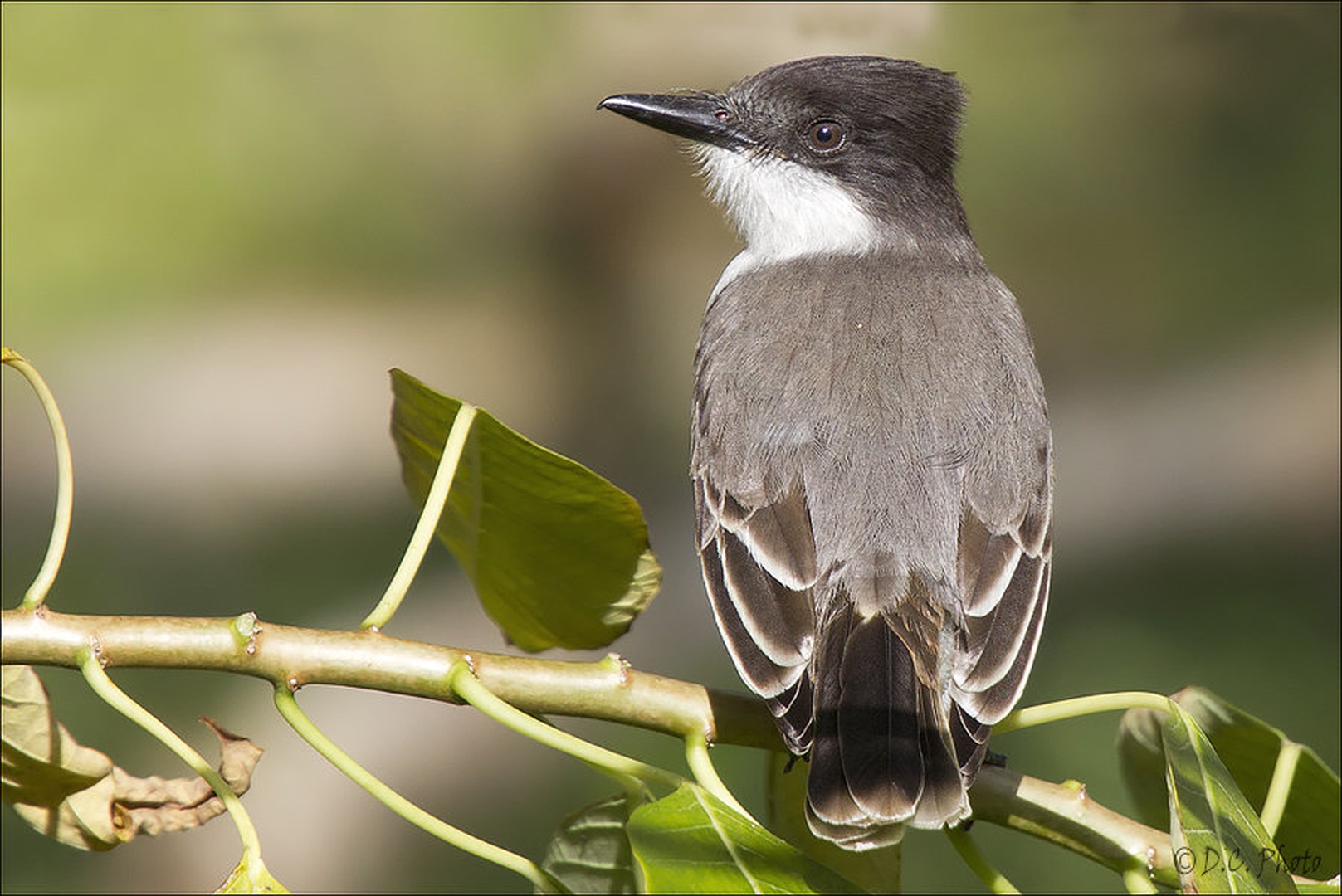 Loggerhead Kingbird by Dejan