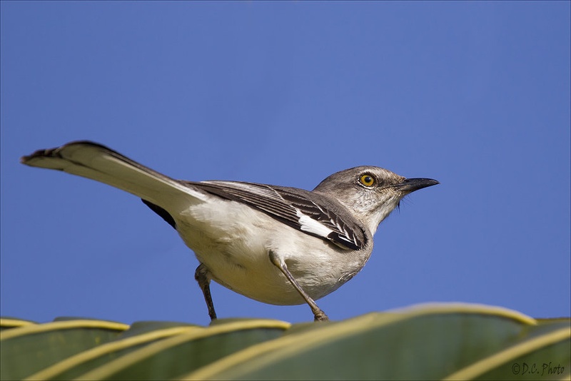 Bahama Mockingbird by Dejan