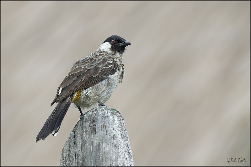 Sooty-headed Bulbul - Pycnonotus Aurigaster by Dejan