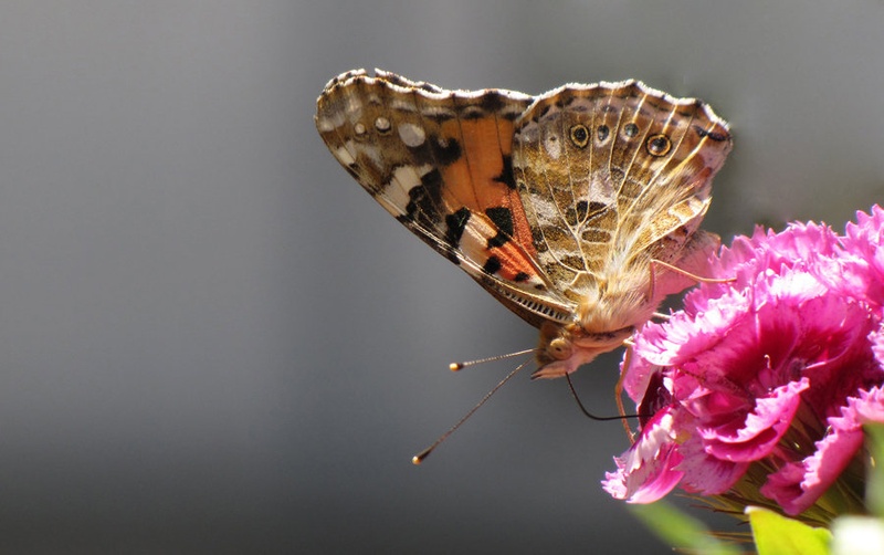 Butterfly by Jan Zitel