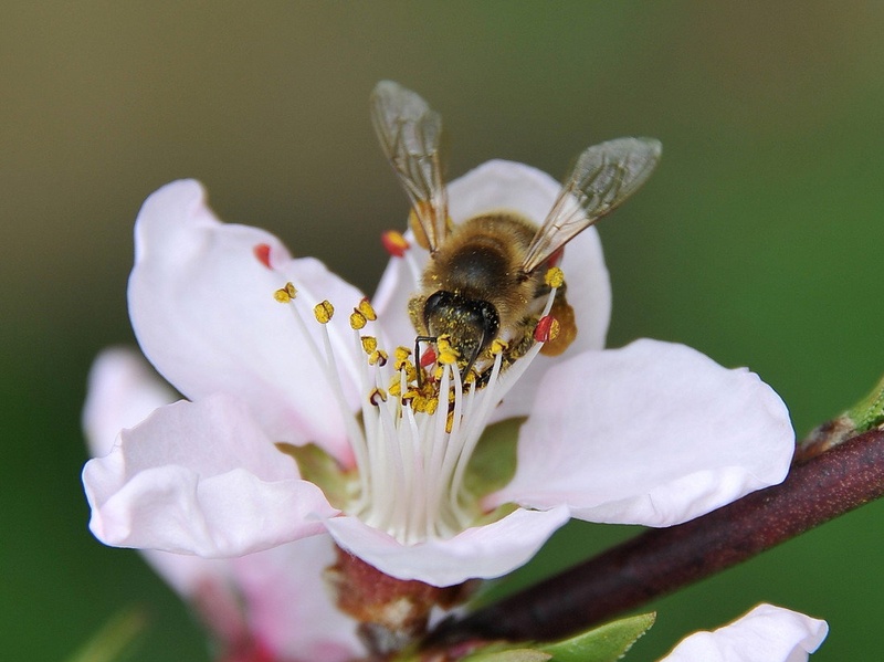 Bzzzz by Linana