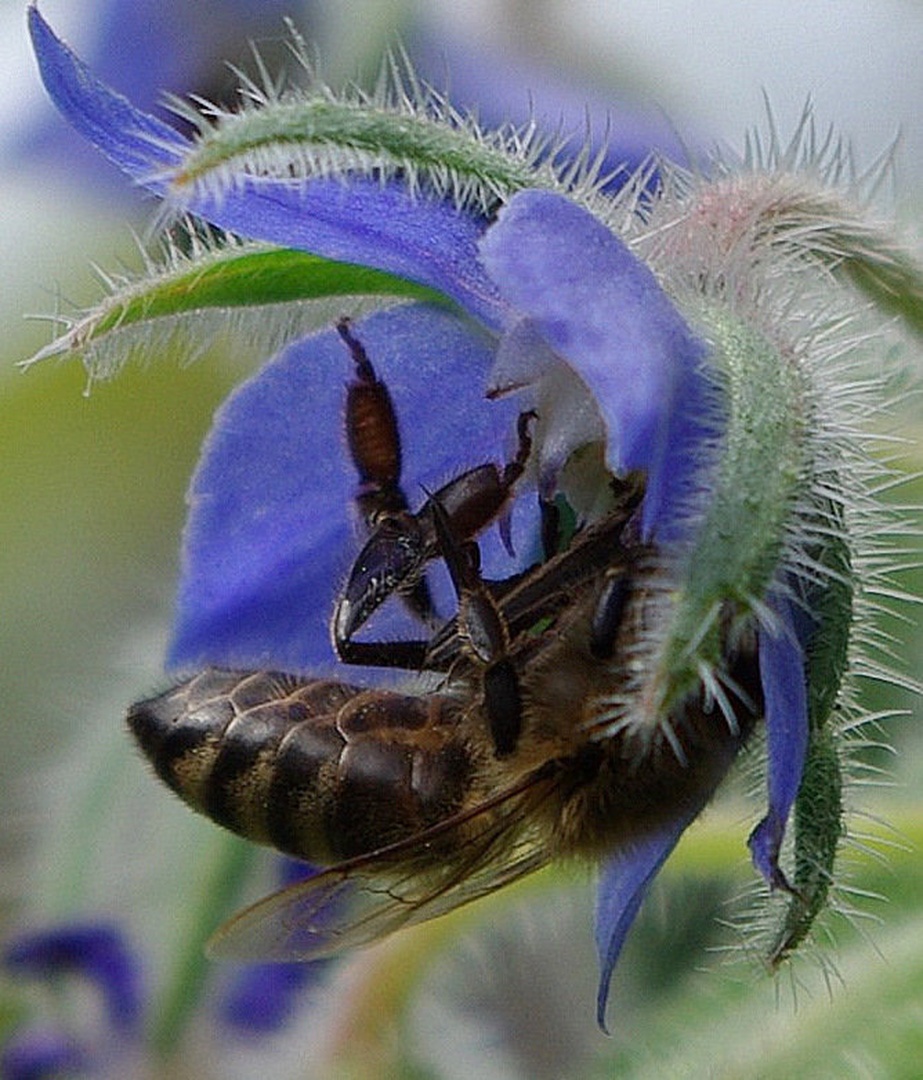 V cvetu borage by