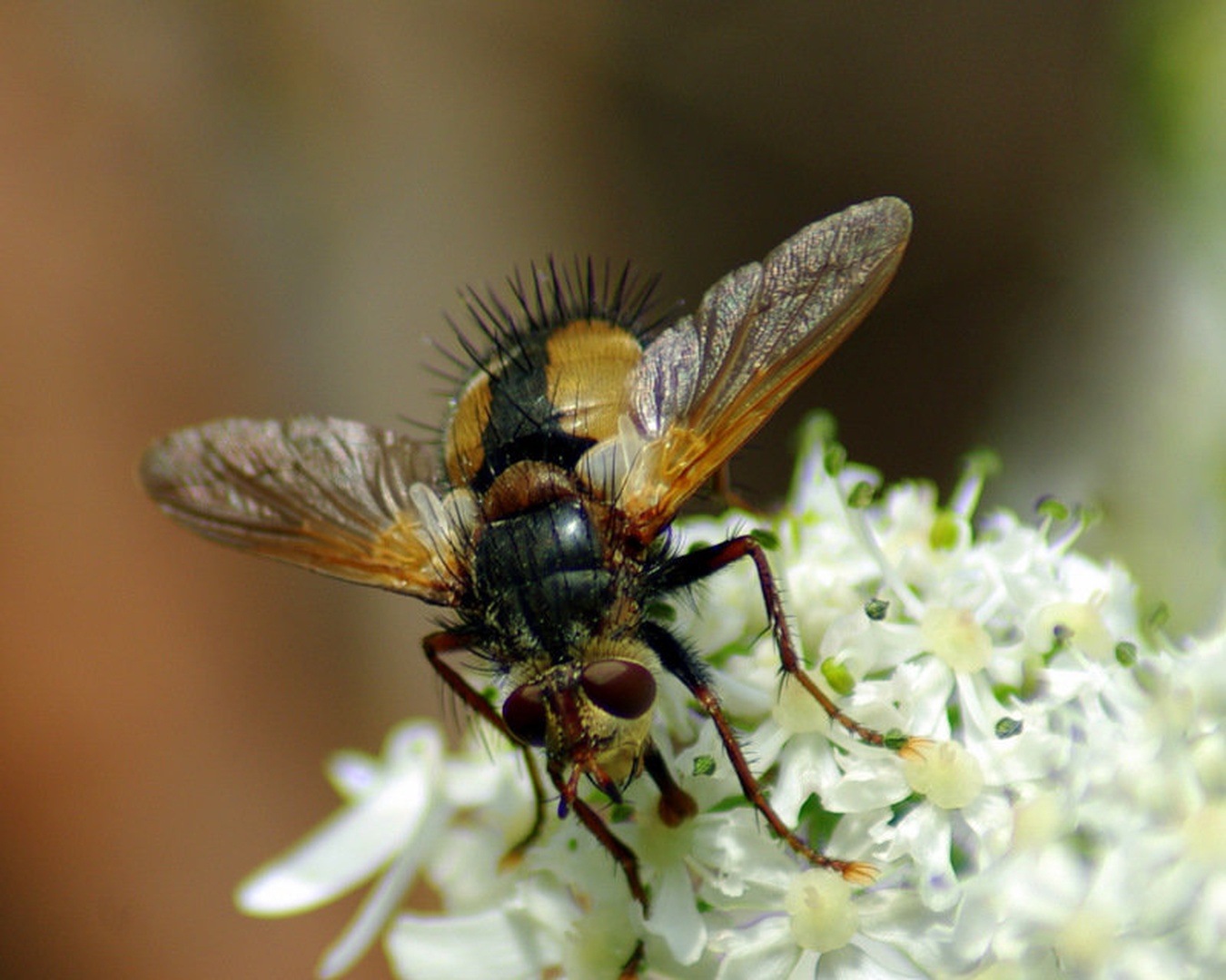 A nisem lepa? by