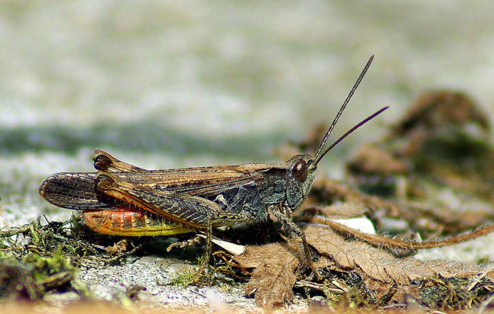 Pisana lepotička by
