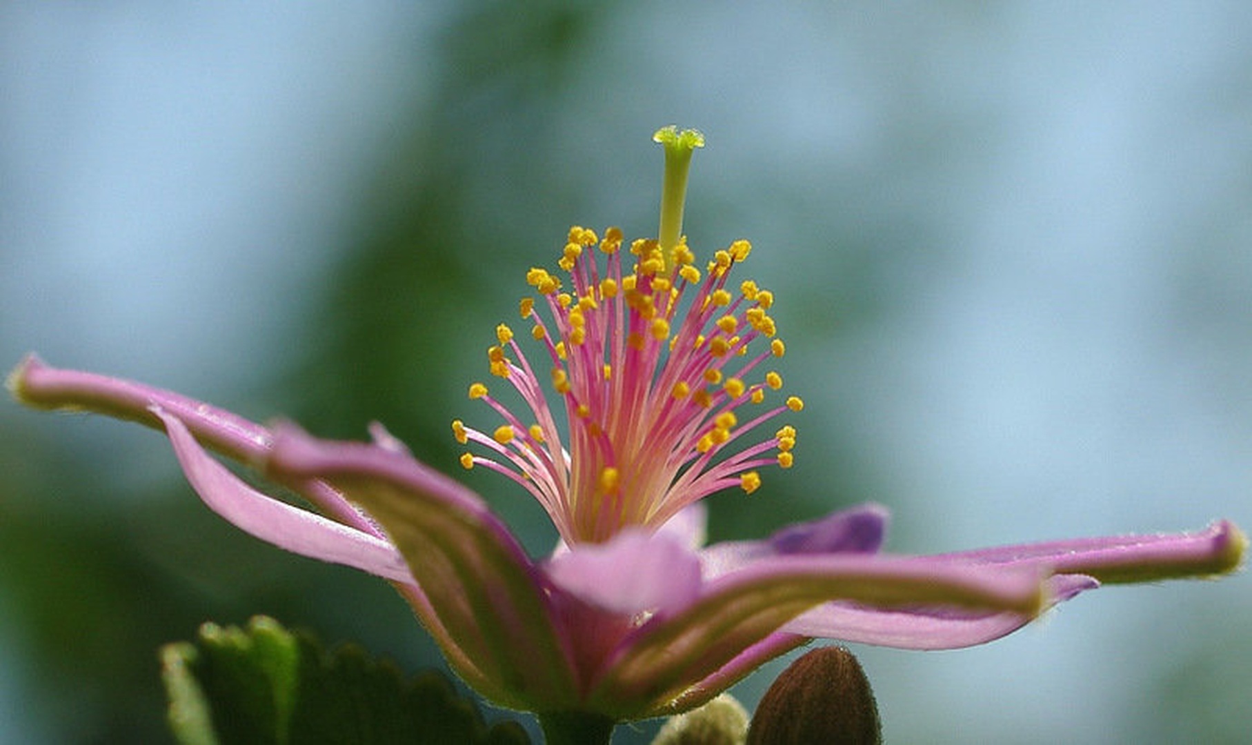 Pisana fontana by