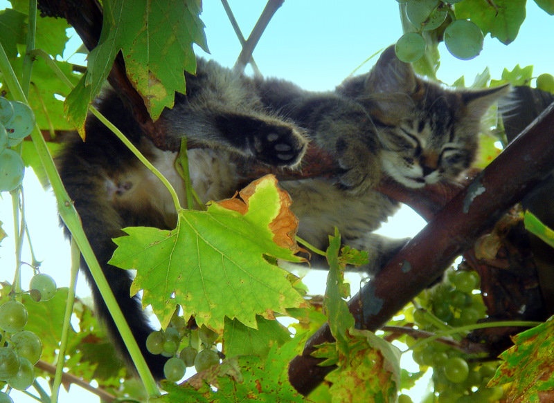Speči čuvaj grozdja by Linana