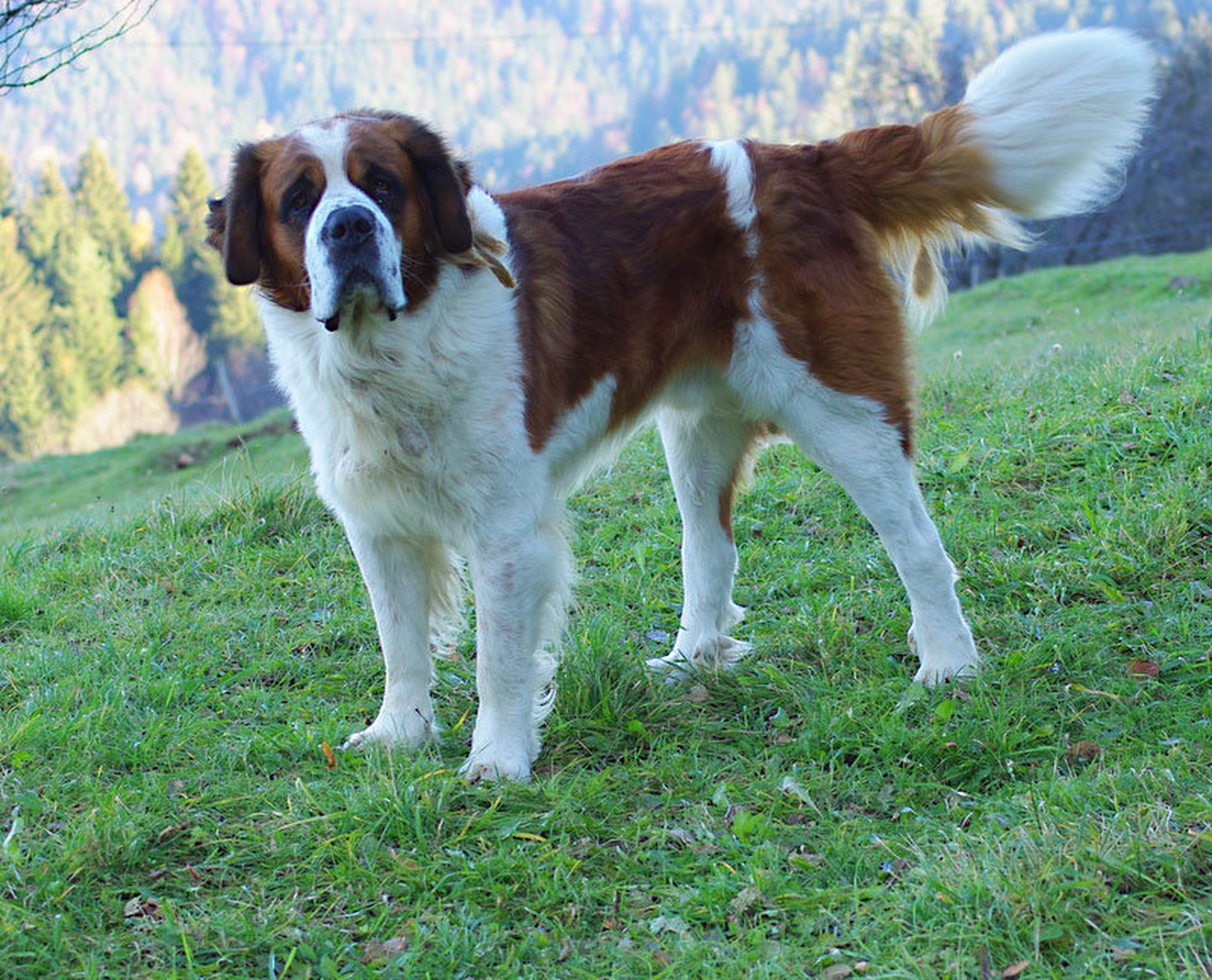 Berni by