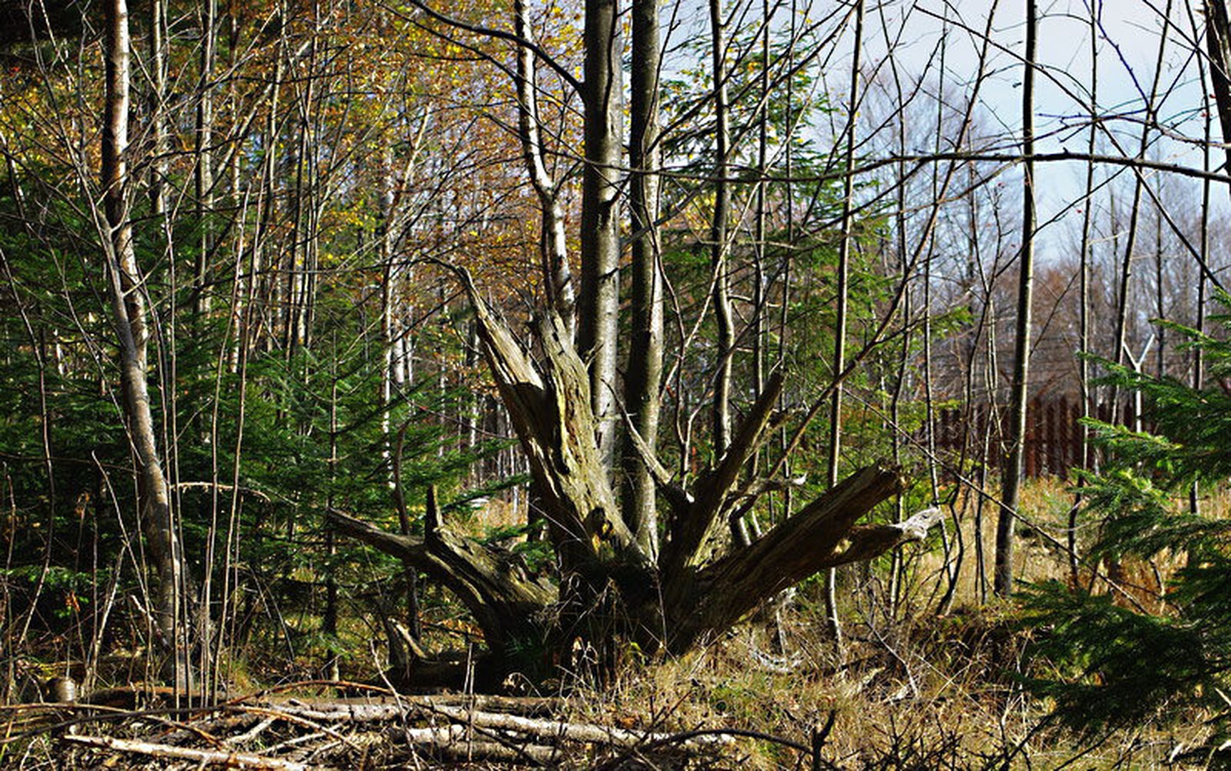 ostanek by