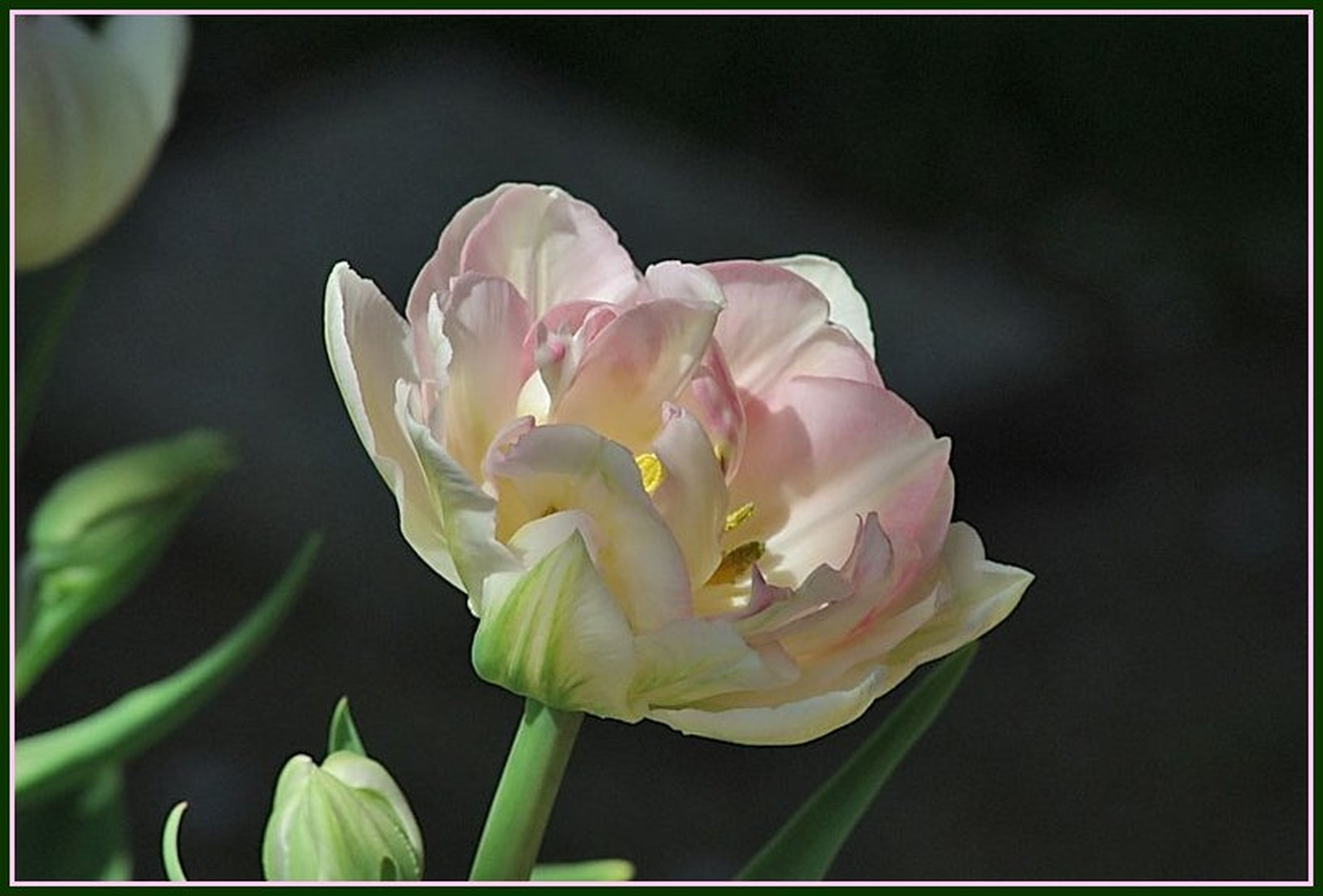 Tulipan by