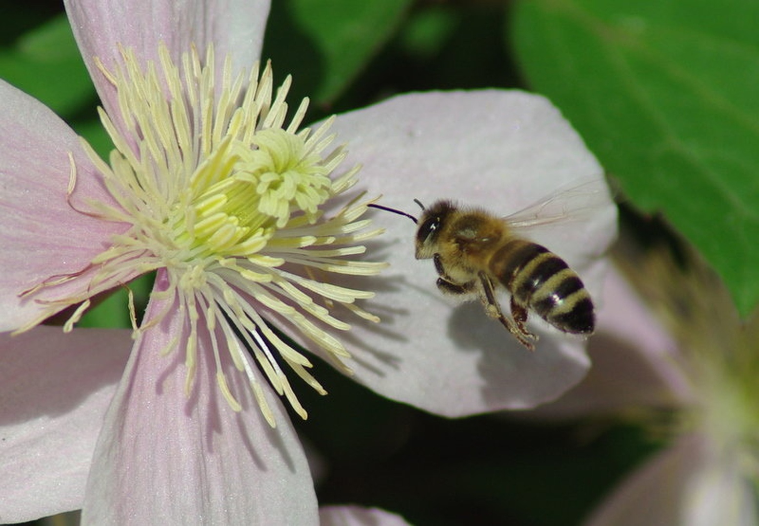 Bzzzzz by