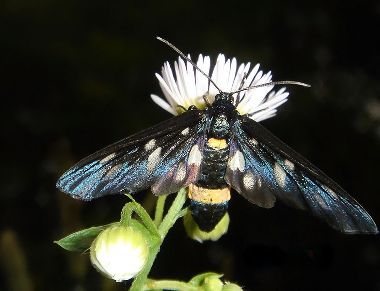 Lepotec by Linana