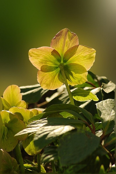 Ujeto sonce by Linana