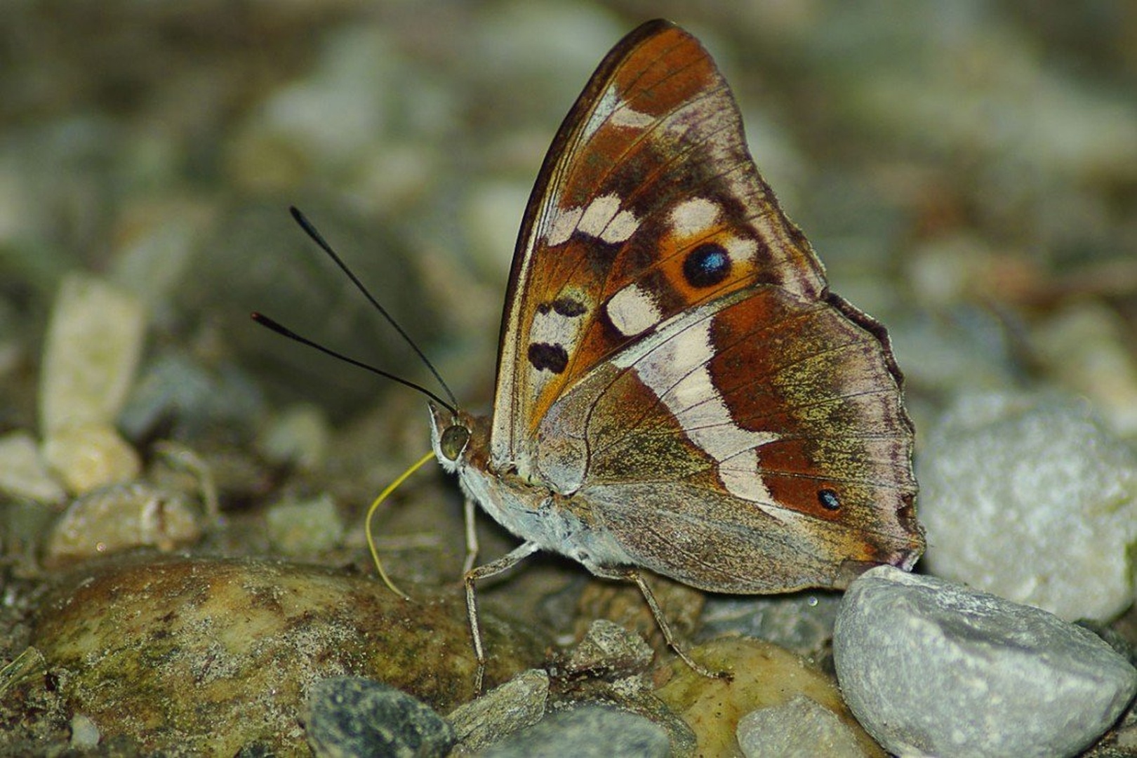 Lepotec na kamenju by