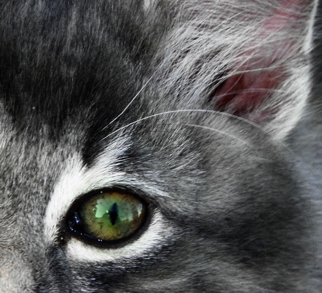 cateye by yyyeb