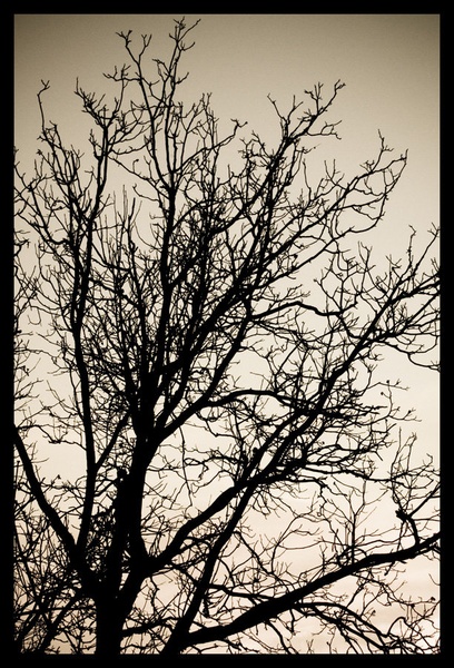 black veins by skrl