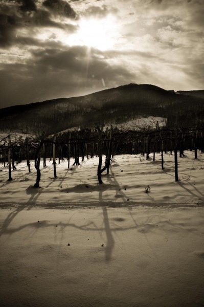 sun rays over snow-covered vineyard by skrl