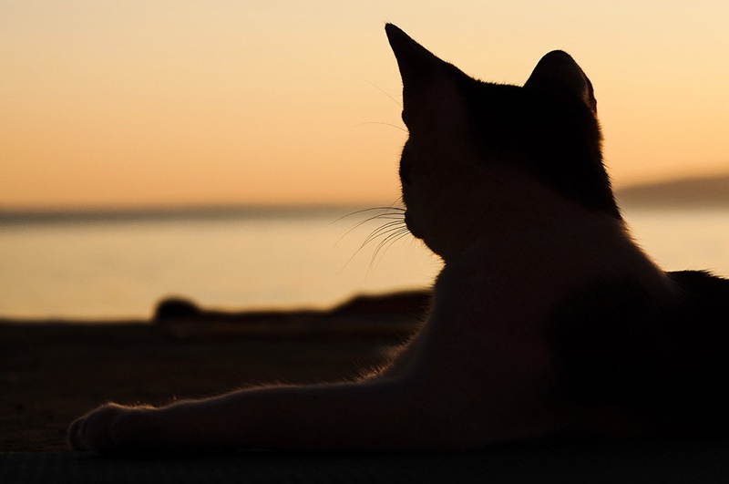 Sunset Cat by Peter Bavčar