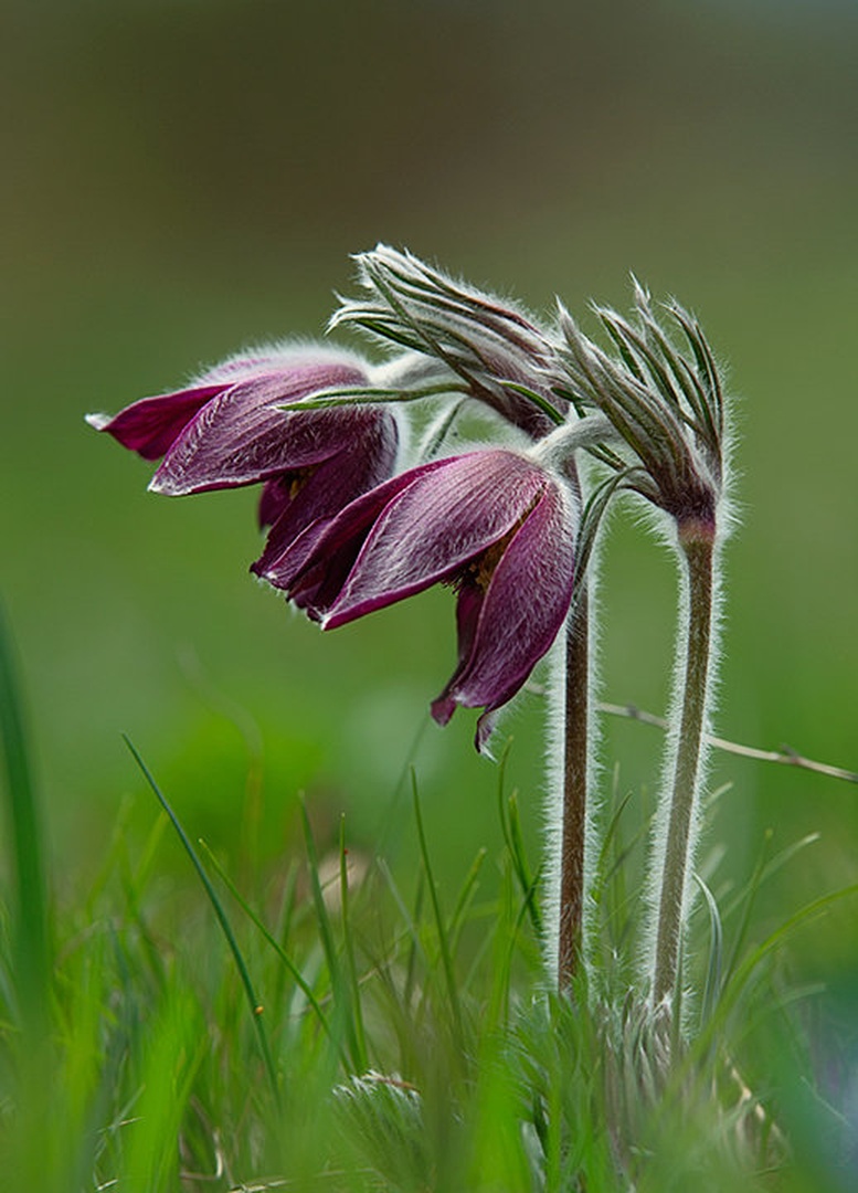 Pulsatilla grandis by Peter Bavčar
