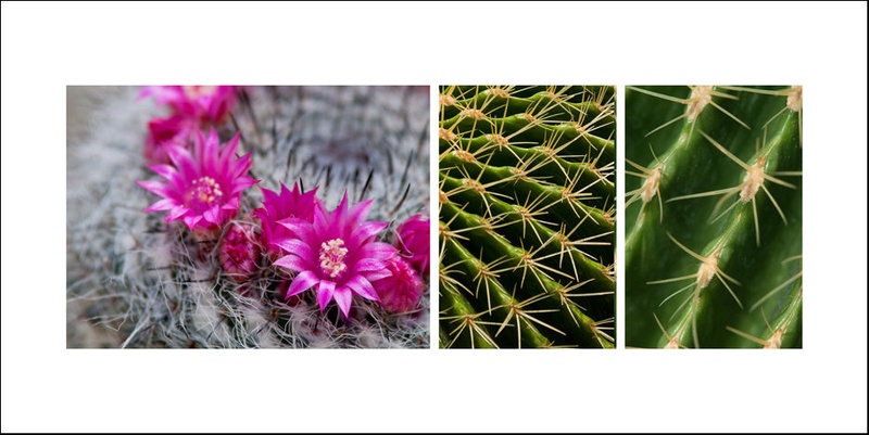 Cactus story by Peter Bavčar