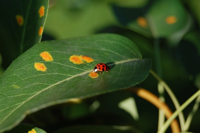 Lady Bug by Tomaž Lovrec