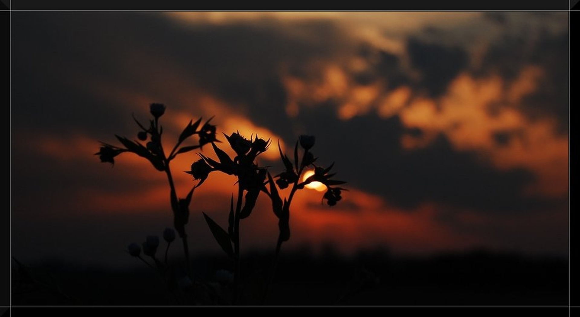 Flowers from hell by Tomaž Lovrec