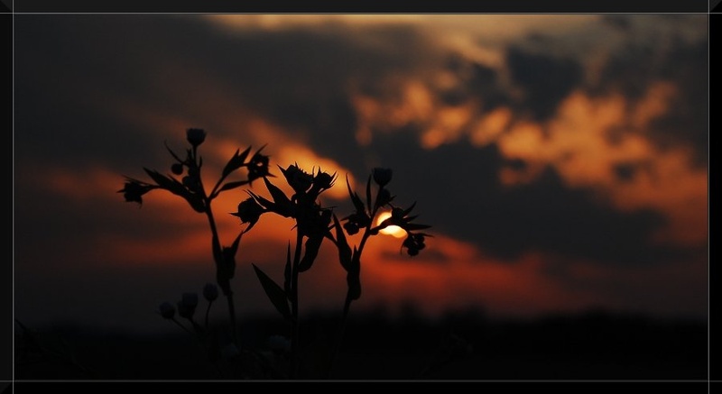 Flowers from hell by Tomaž Lovrec