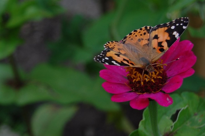 Butterfly, the 2nd by Tomaž Lovrec
