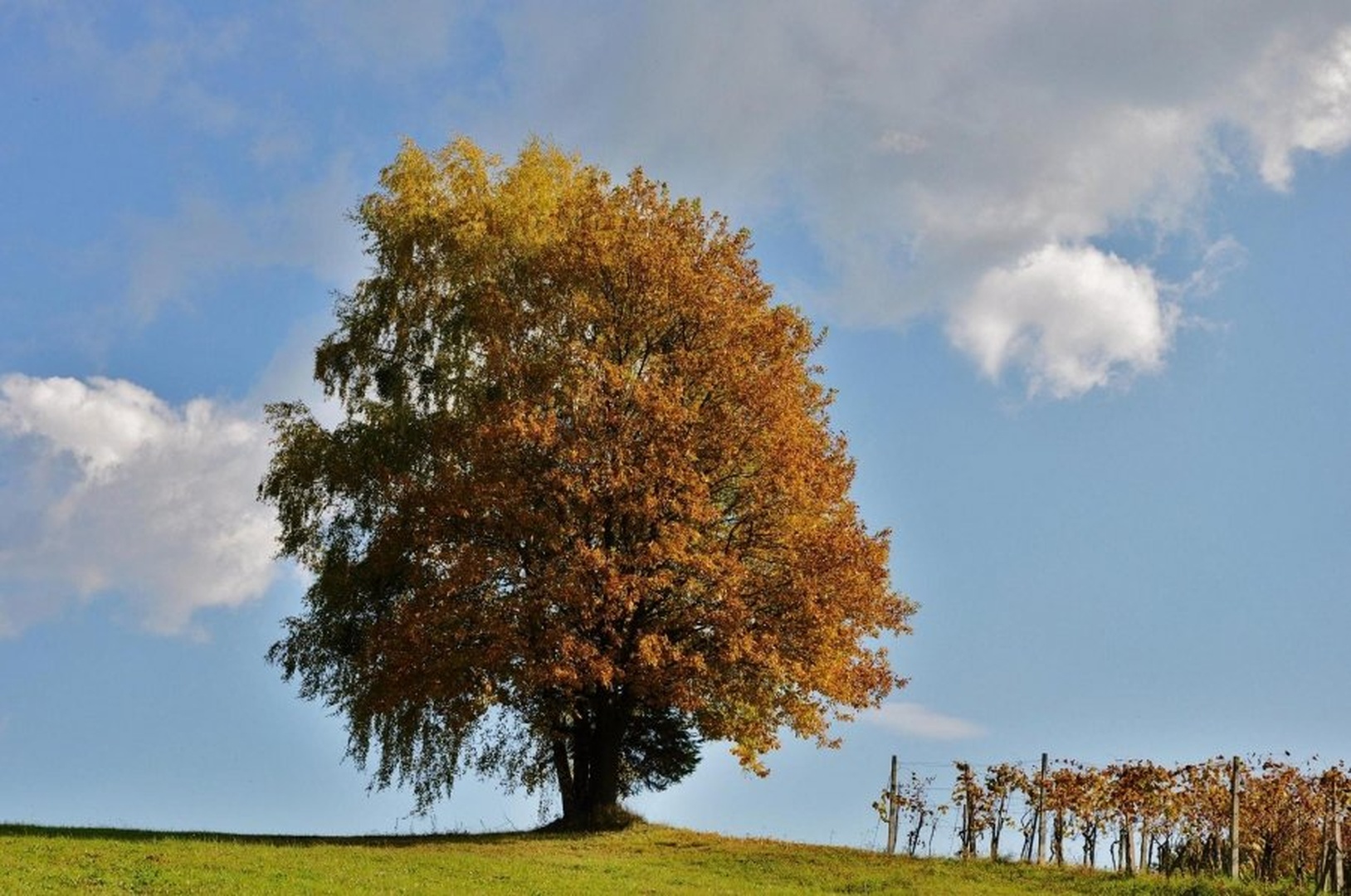 ob vinogradu by uroš ajd