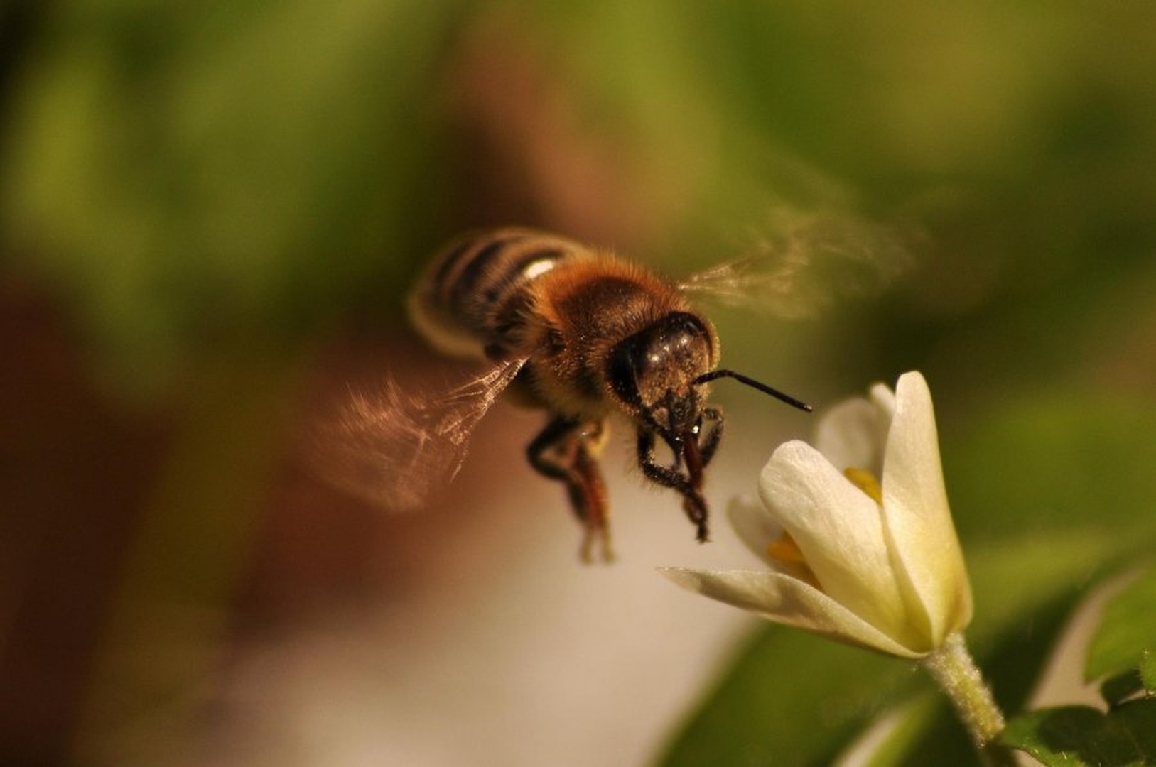 bzzzzzzzzzz by uroš ajd