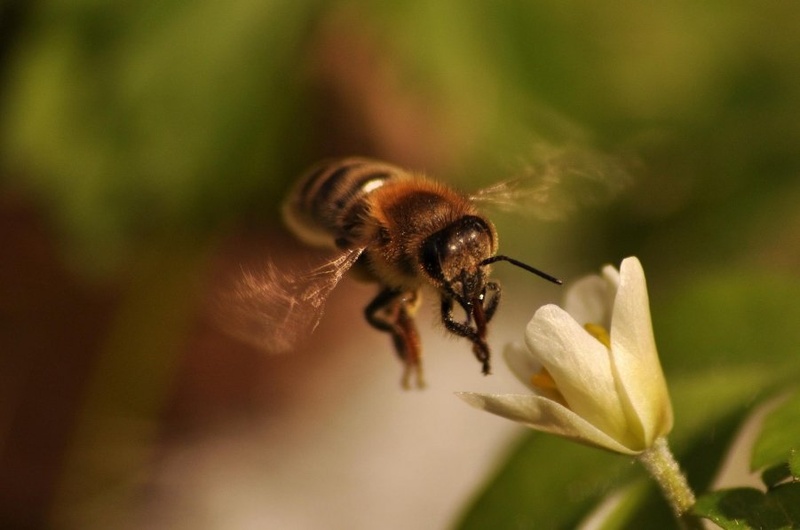 bzzzzzzzzzz by uroš ajd