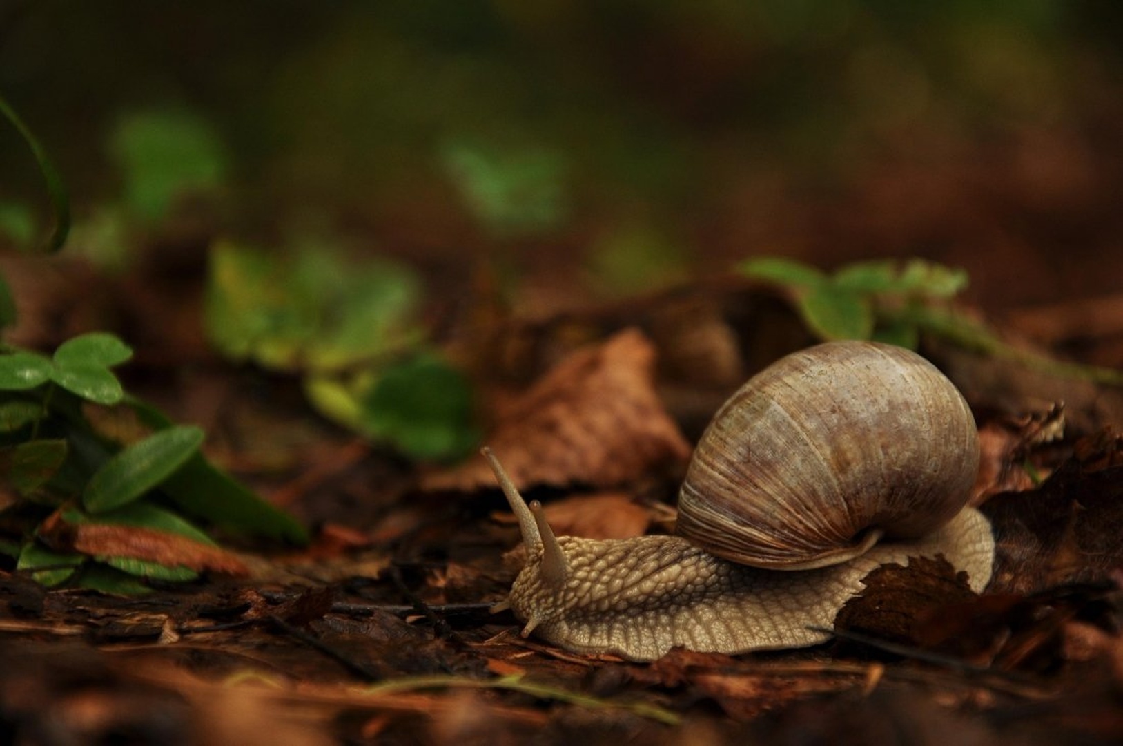 polž by uroš ajd