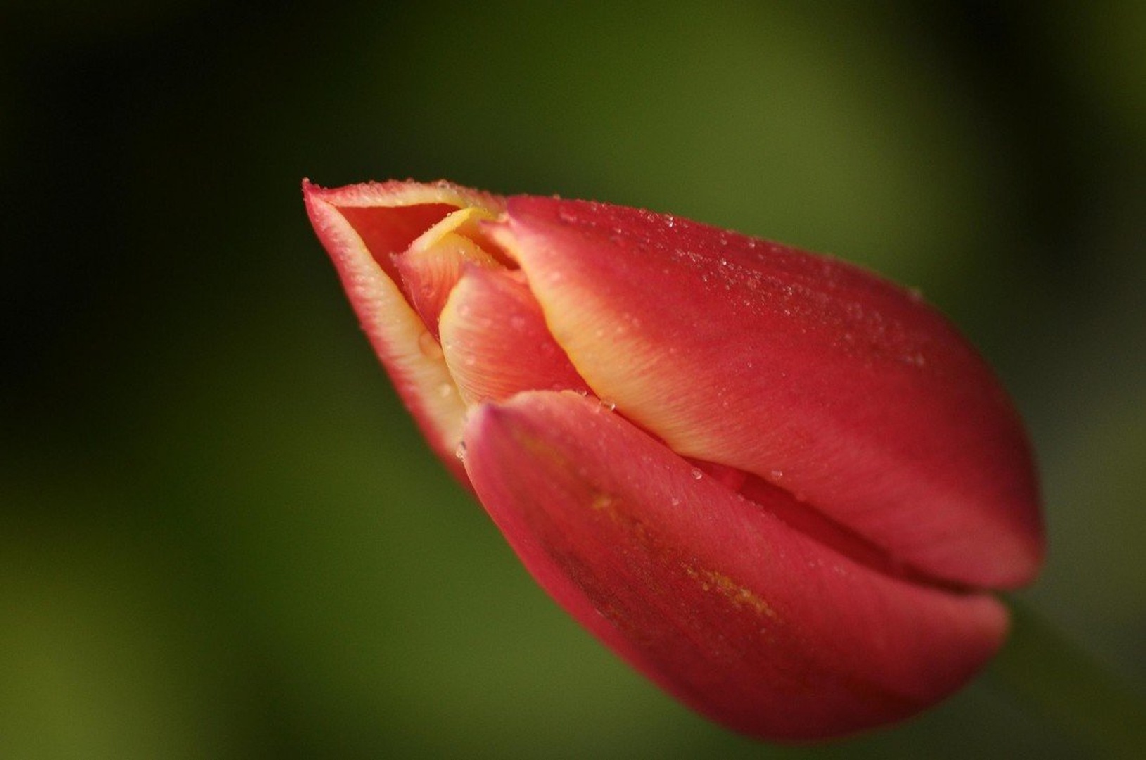 tulipan by uroš ajd