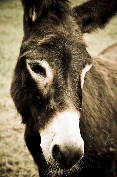 Osel by nickname