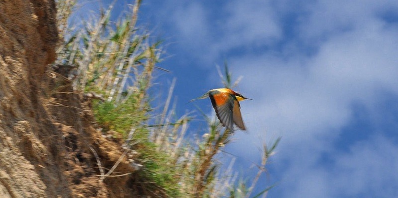 Fly bird, fly! by nickname