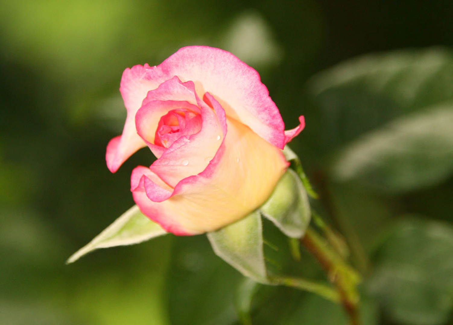 Rosa by TomazR