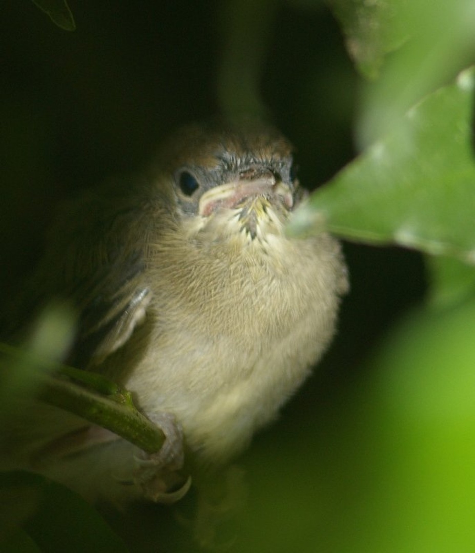 learning to fly 2 by Small Guyy