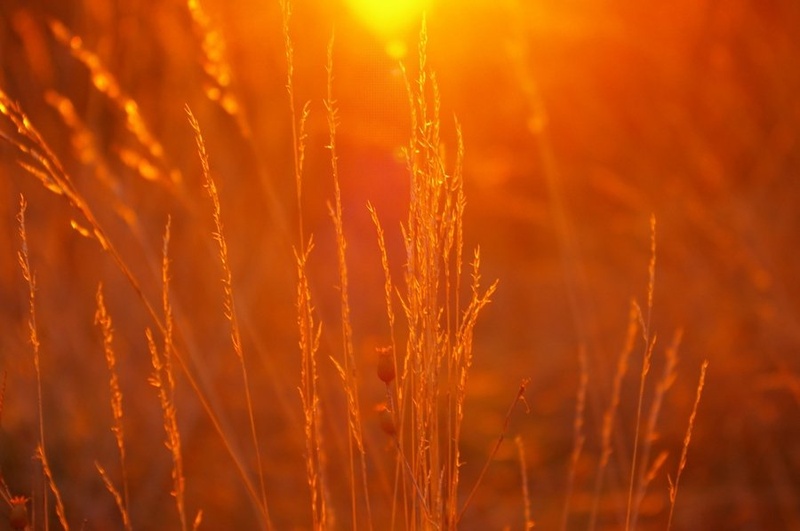 evening grass by Small Guyy