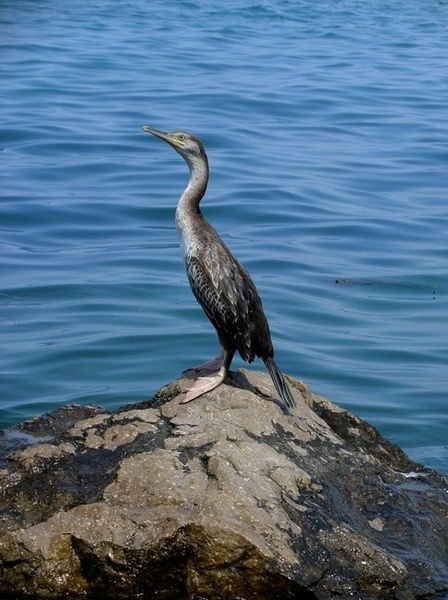 proud to be a bird that can swim by grim